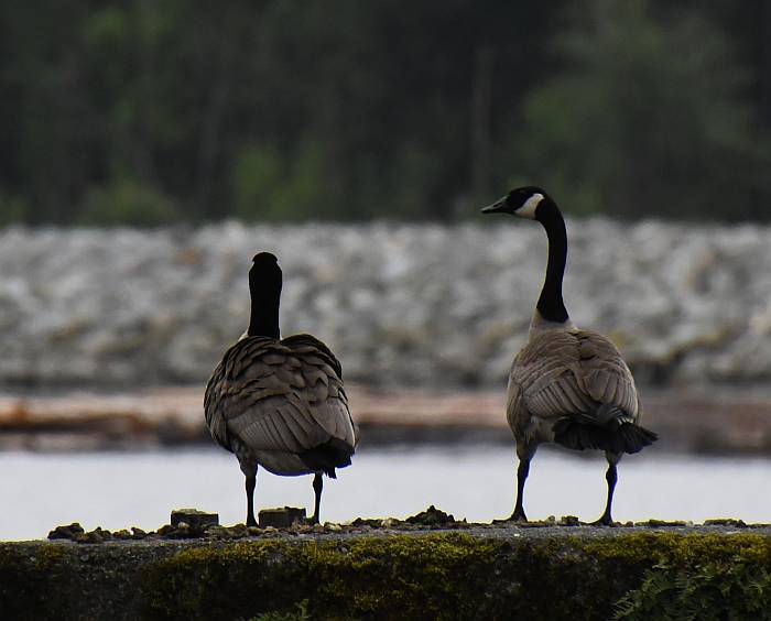 canada goose argument burnaby bc