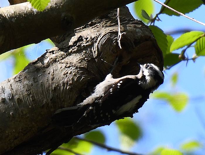 downy woodpecker burnaby bc