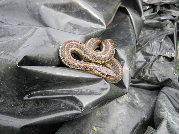 garter snake byrne creek burnaby bc