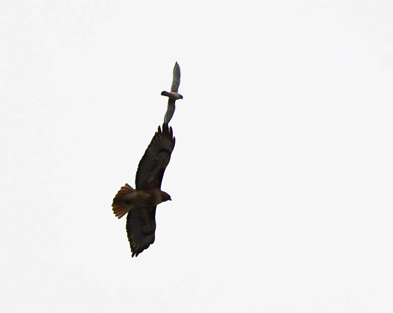 kestrel red-tailed hawk burnaby bc
