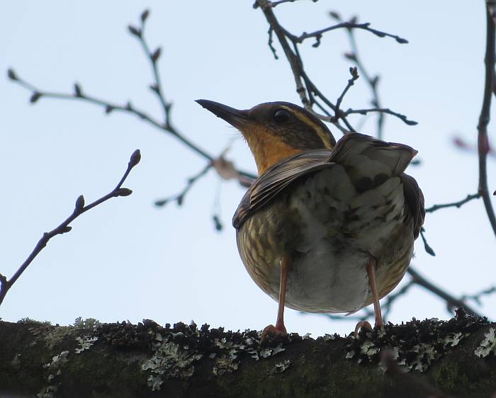 thrush burnaby bc