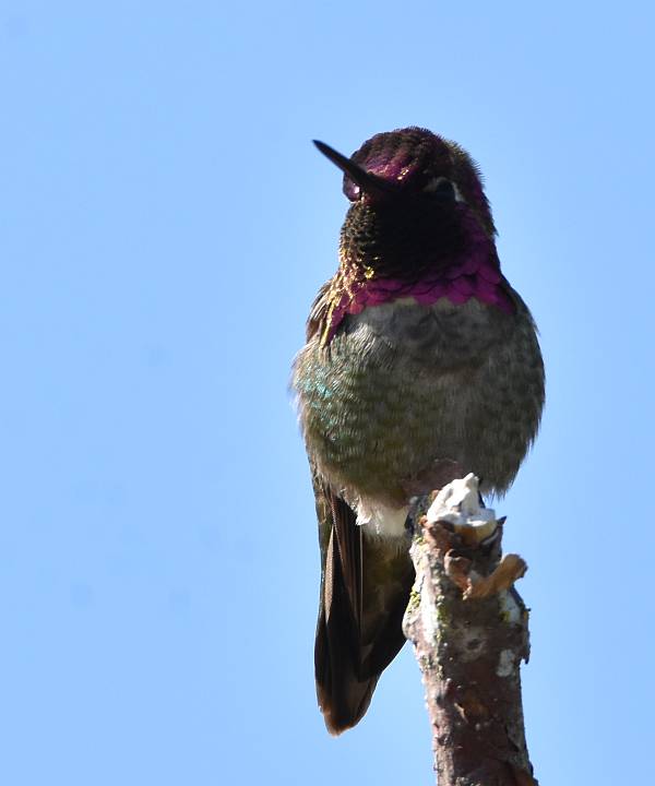 anna's hummingbird surrey bc