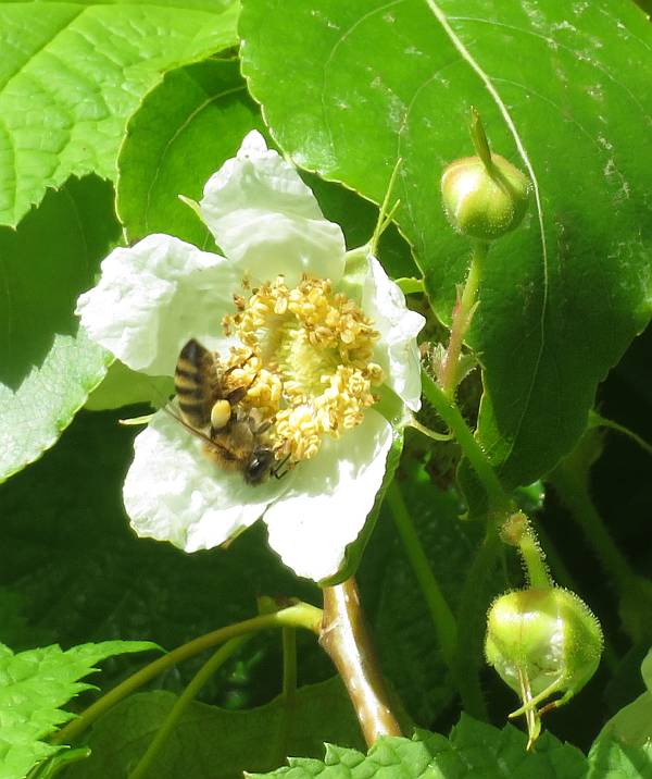 bees thimbleberry flowers burnaby bc