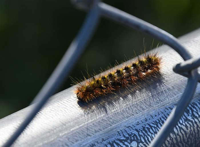 caterpillar burnaby bc