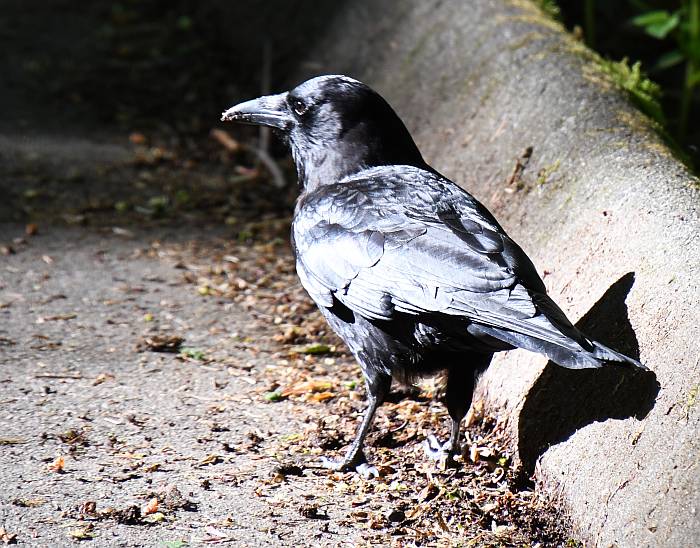 crow burnaby bc