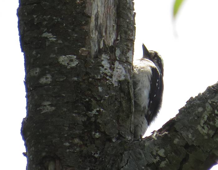 downy woodpecker fraser foreshore burnaby bc