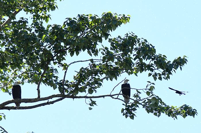 bald eagles fraser foreshore park Burnaby BC