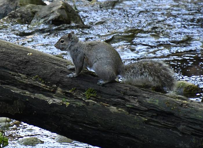 eastern gray squirrel burnaby bc