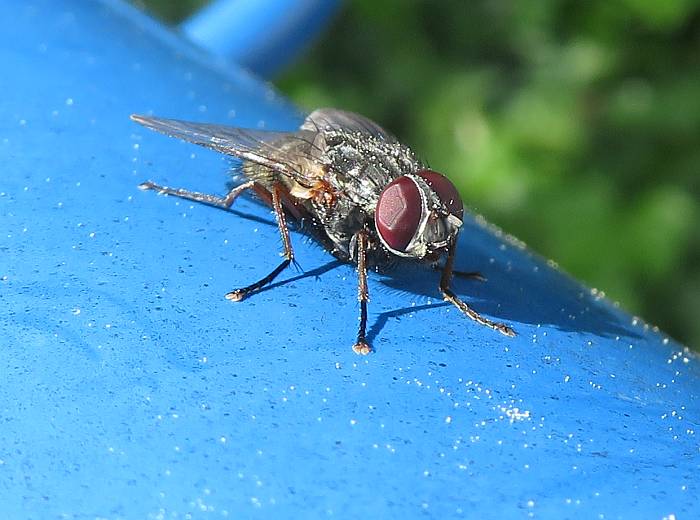 fly fraser foreshore burnaby bc