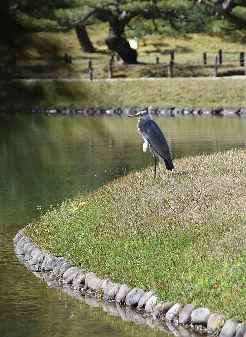 Heron Ritsurin Park Takamatsu Japan