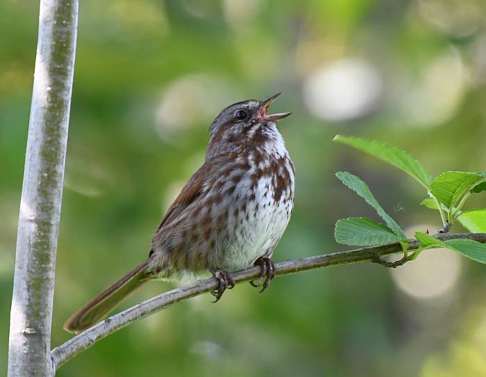 vocal sparrow burnaby bc
