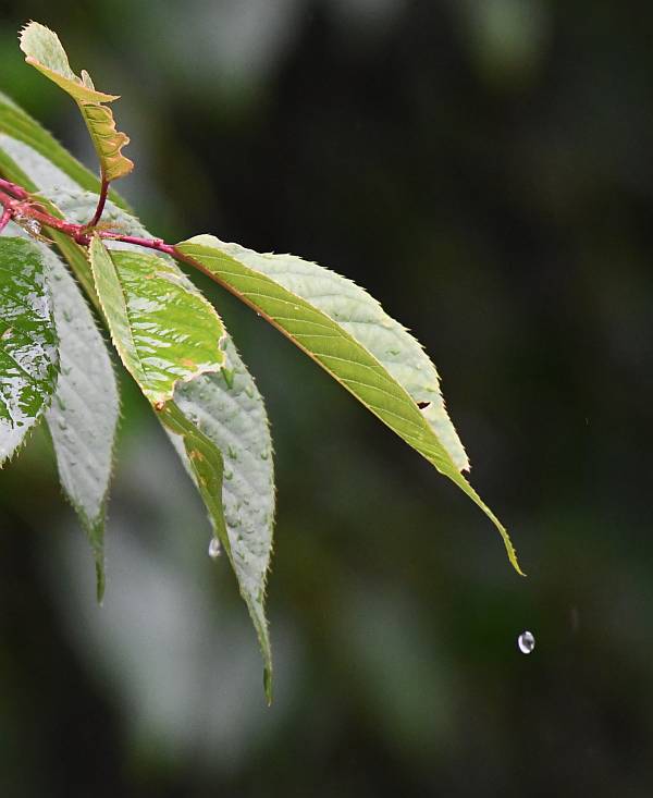 raindrops burnaby bc