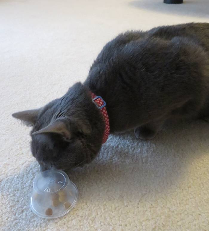 free cat toy feeds entertains