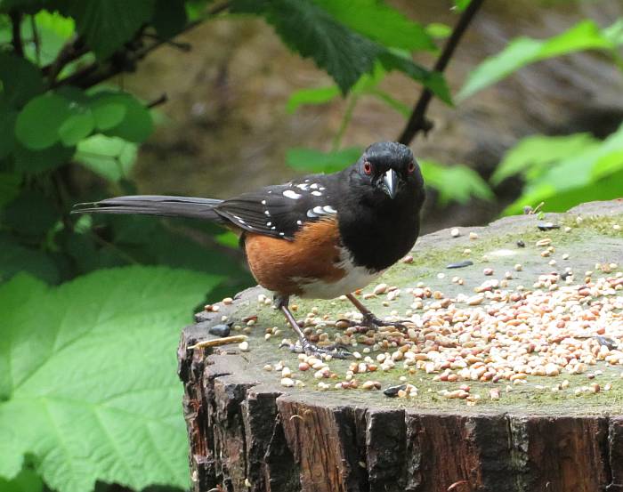 spotted towhee fraser foreshore burnaby bc