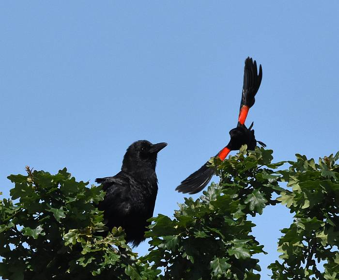 blackbird corvid fight iona beach yvr