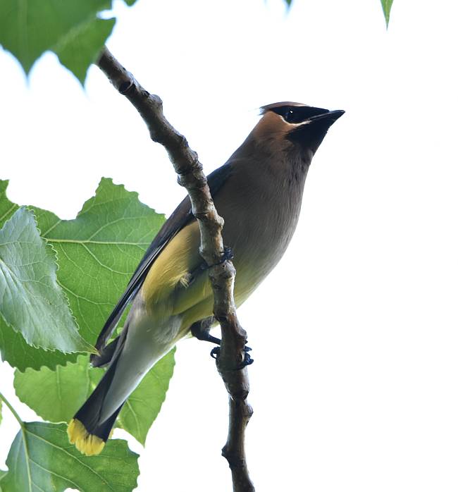 waxwings iona beach yvr