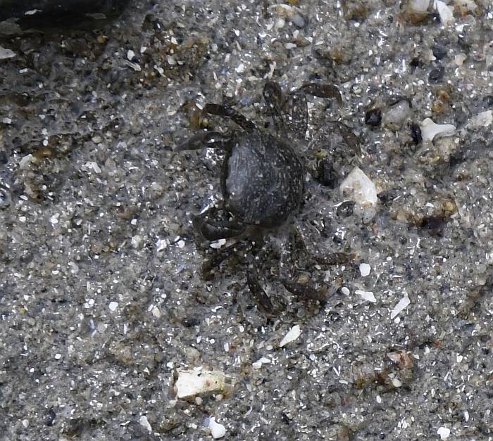 baby crabs beach cates park north vancouver bc
