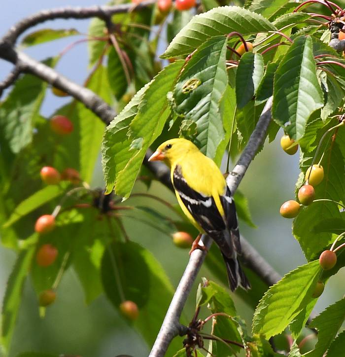 goldfinch burnaby bc
