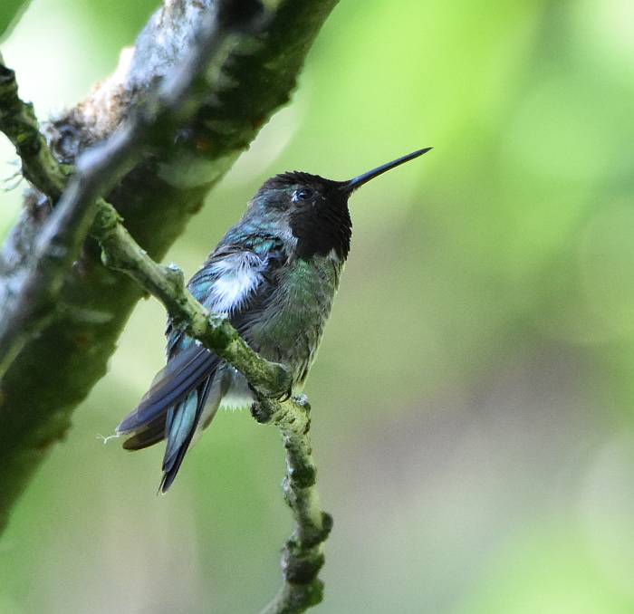 anna's hummingbird burnaby bc