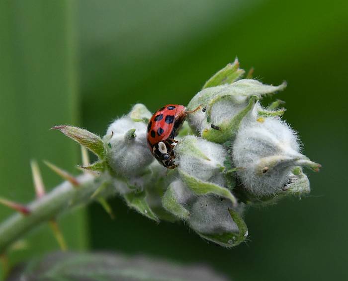 ladybug burnaby bc