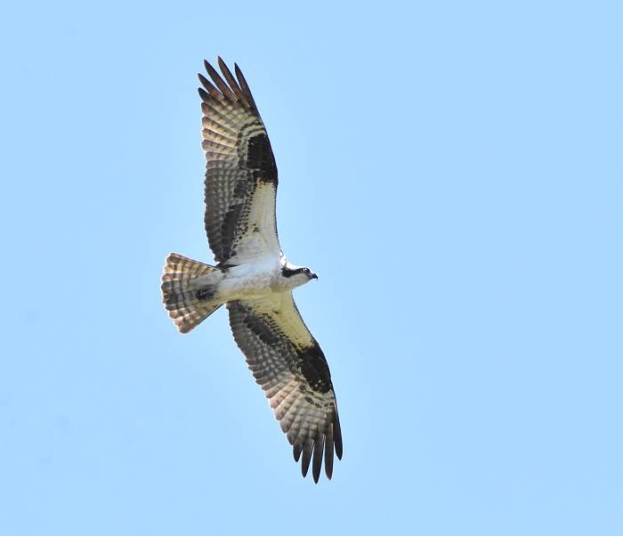 osprey iona beach yvr