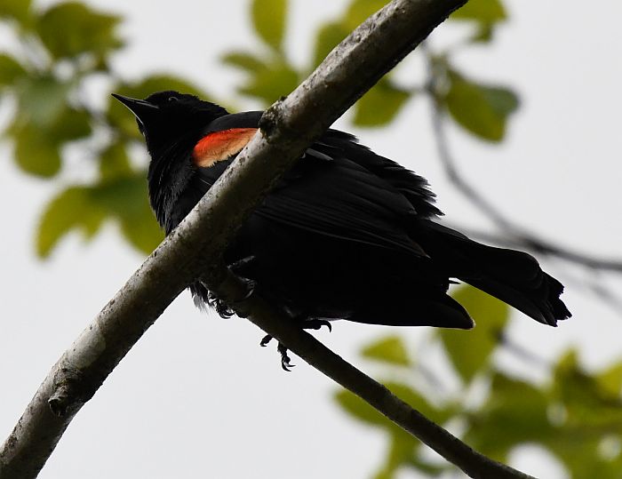 red-winged blackbird como lake coquitlam