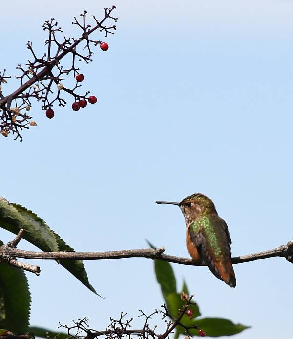 hummingbird iona beach yvr