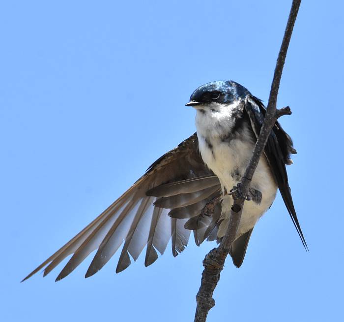 tree swallows iona beach yvr