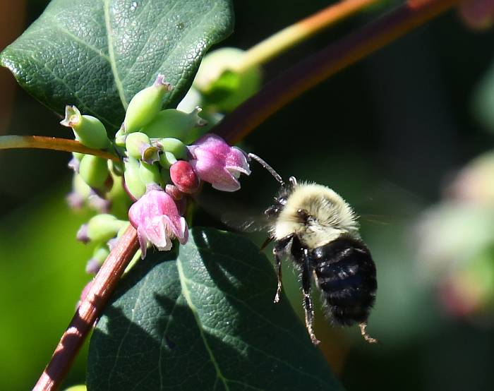 bees fraser foreshore park burnaby bc