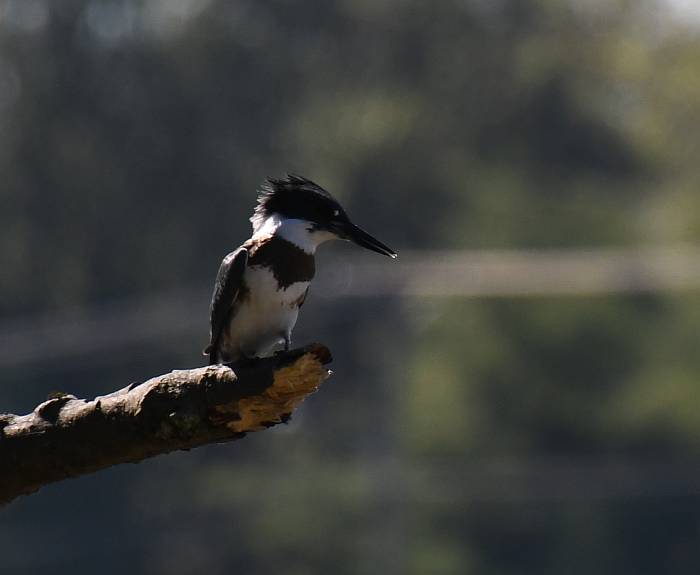 belted kingfisher burnaby fraser foreshore park