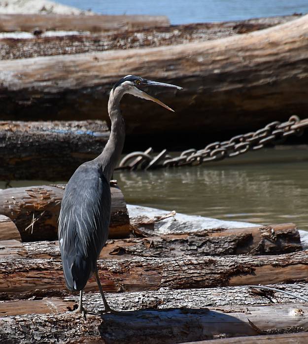 great blue heron burnaby fraser foreshore park