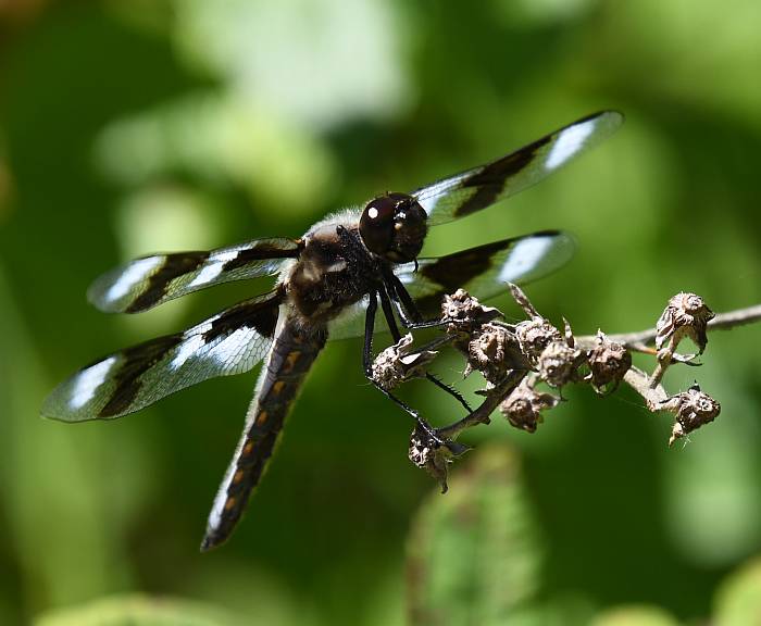 dragonfly fraser foreshore park burnaby bc