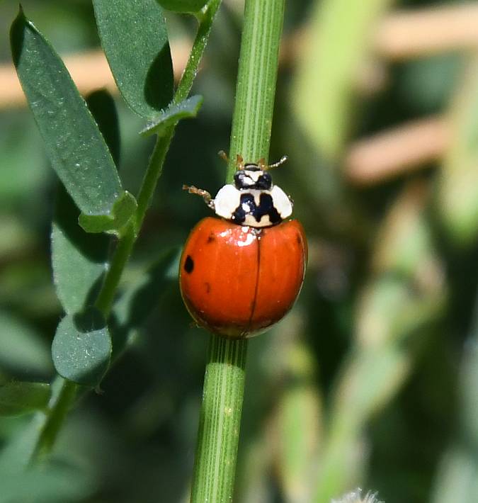 ladybug fraser foreshore park burnaby bc