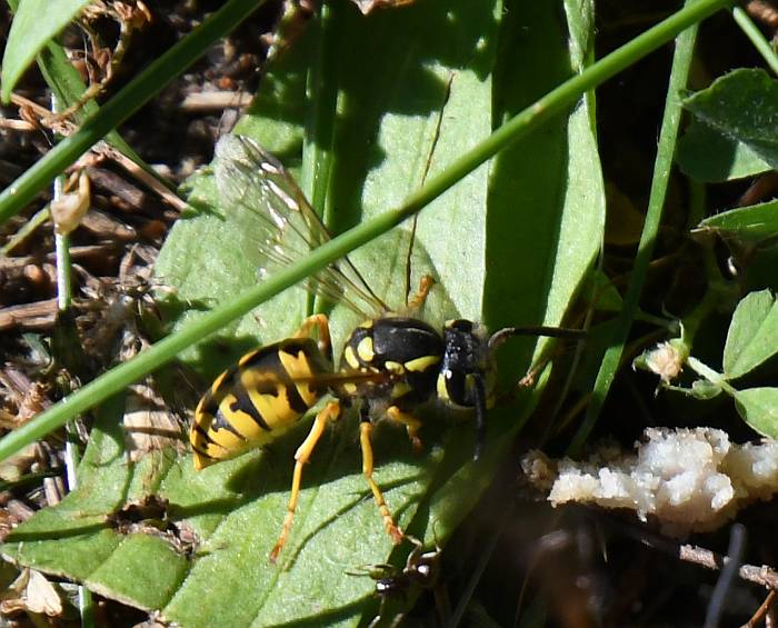 wasp fraser foreshore park burnaby bc