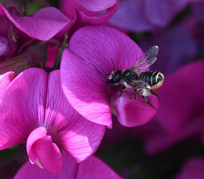 bees garry point park steveston bc