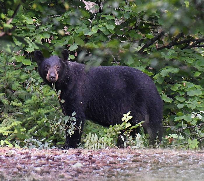 black bear nairn falls provincial park bc