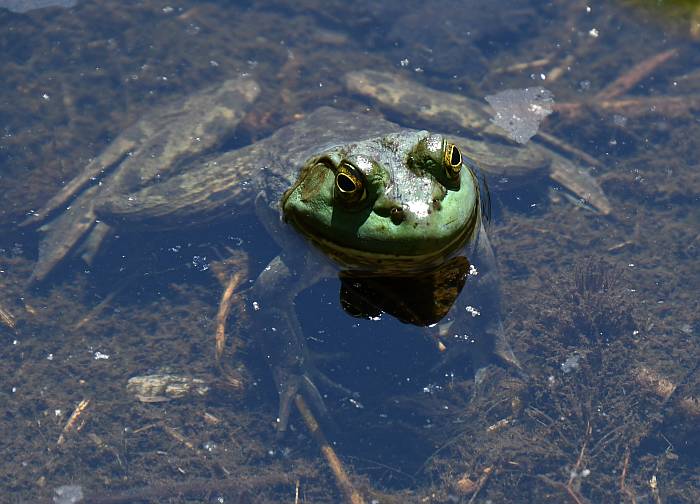 frogs deer lake burnaby bc