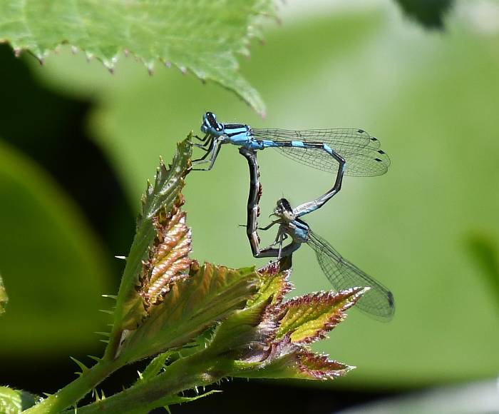damselflies dragonflies deer lake burnaby bc