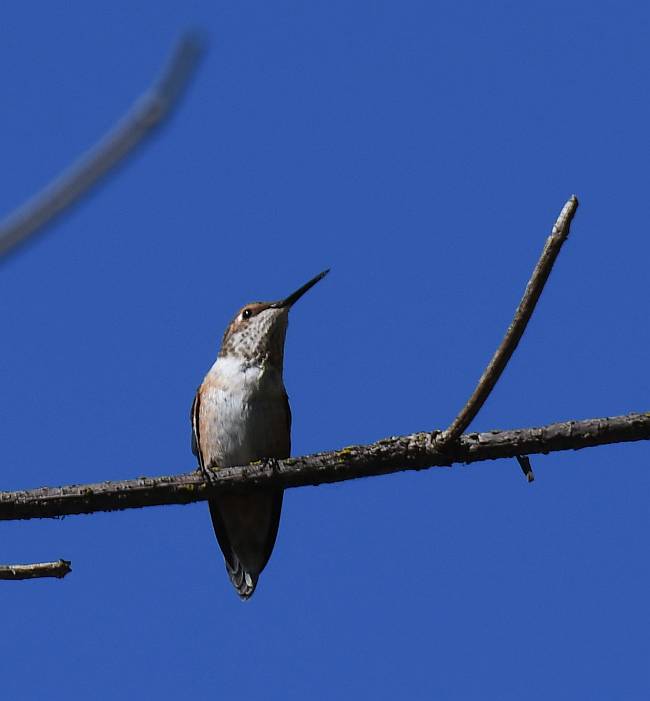 hummingbird deer lake burnaby bc