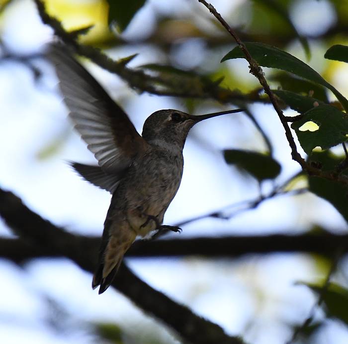 anna's hummingbird south surrey bc
