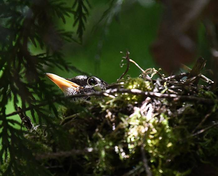 nesting robin langley bc