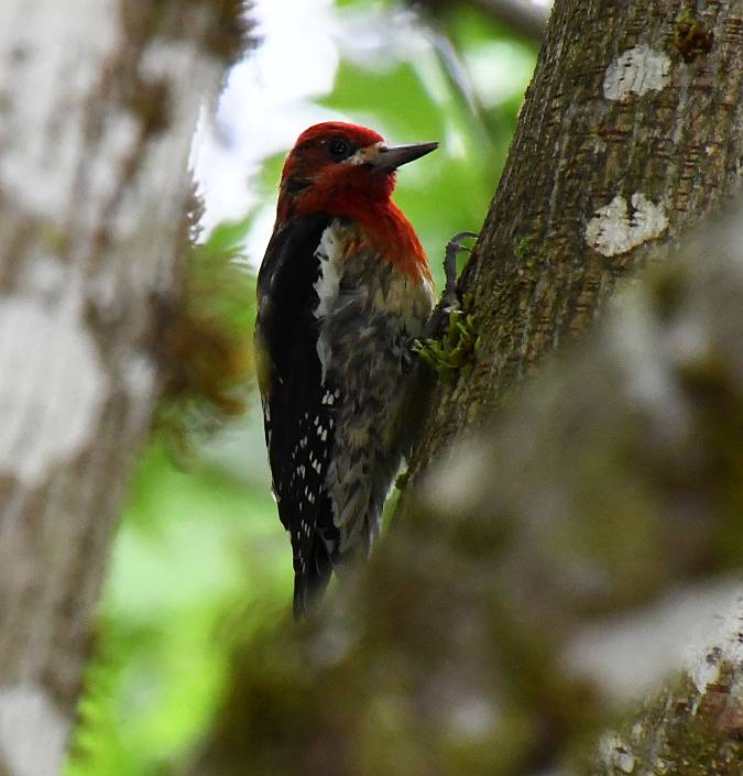 red-breased sapsucker alice lake bc