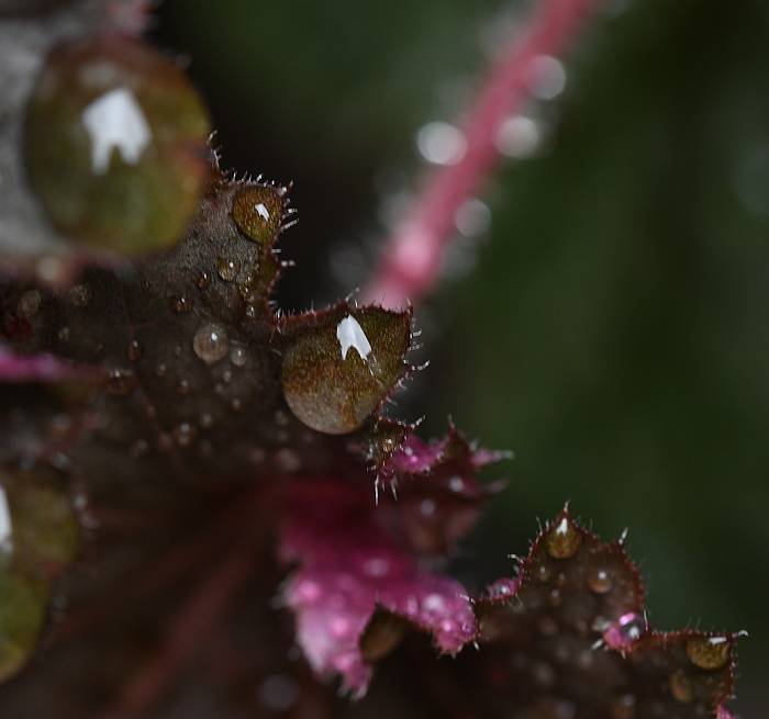 rainy plant spider shoot burnaby bc
