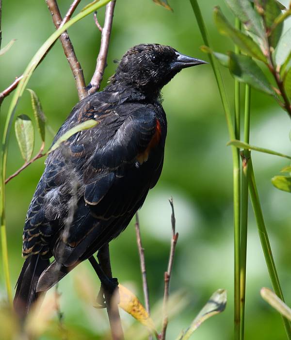 blackbirds burnaby lake bc