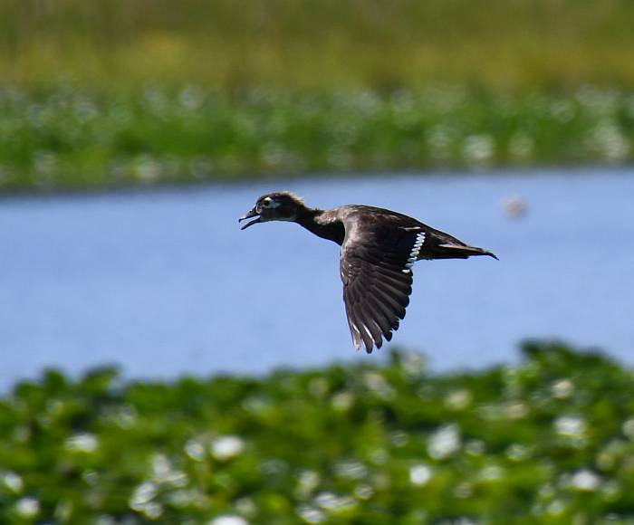 ducks burnaby lake bc