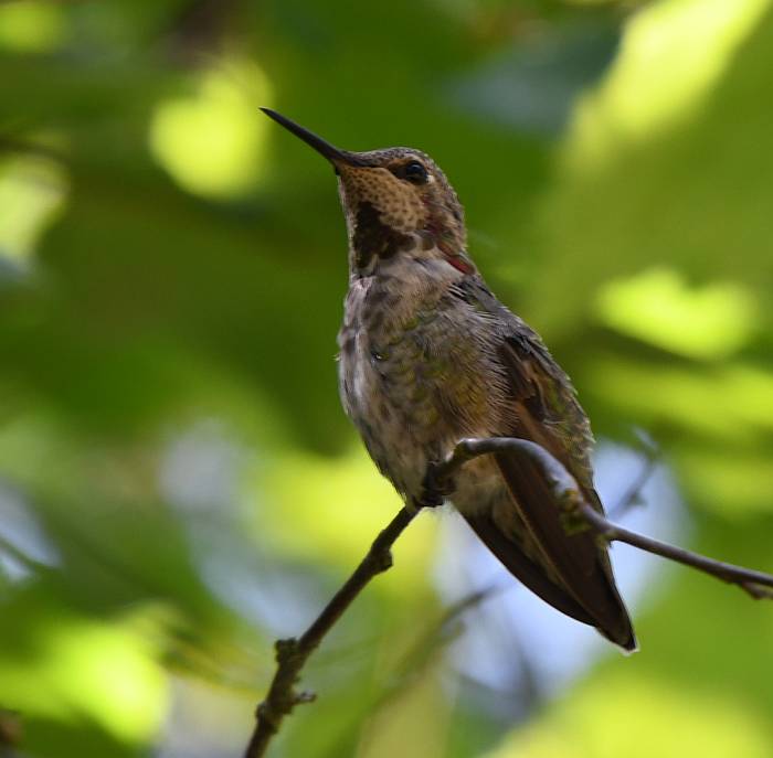 hummingbird burnaby lake bc