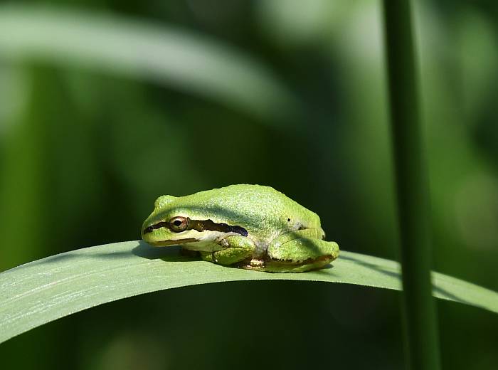 pacific chorus frog burnaby lake bc