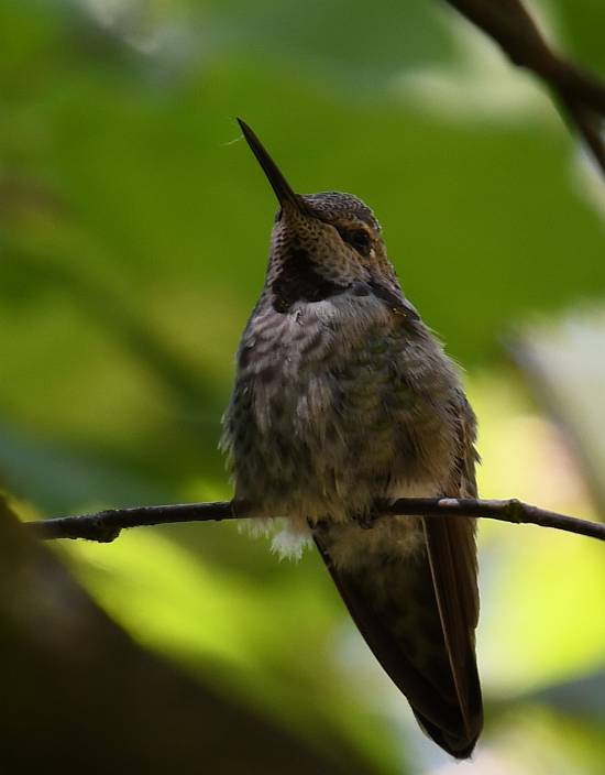 hummingbird burnaby lake bc