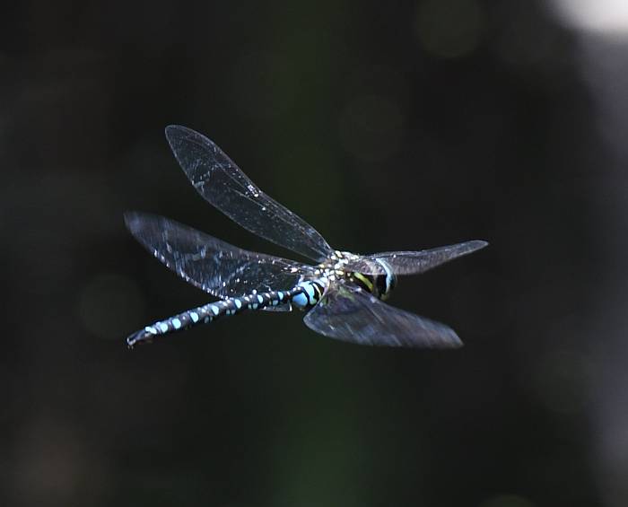 dragonflies surrey bc