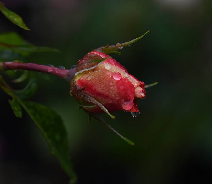 rain drop blossoms burnaby mountain bc